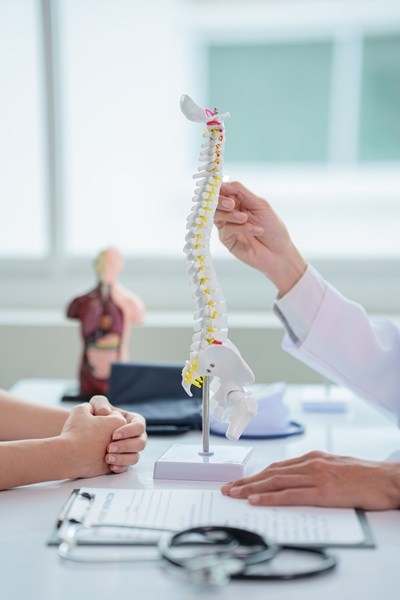 Model of the human spine