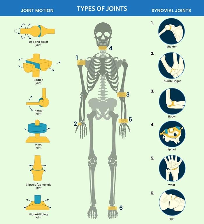 Human joint anatomy graphic