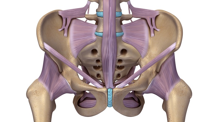Font (anterior) hip diagram