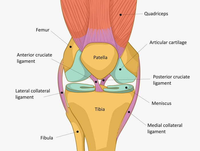 Human knee anatomy