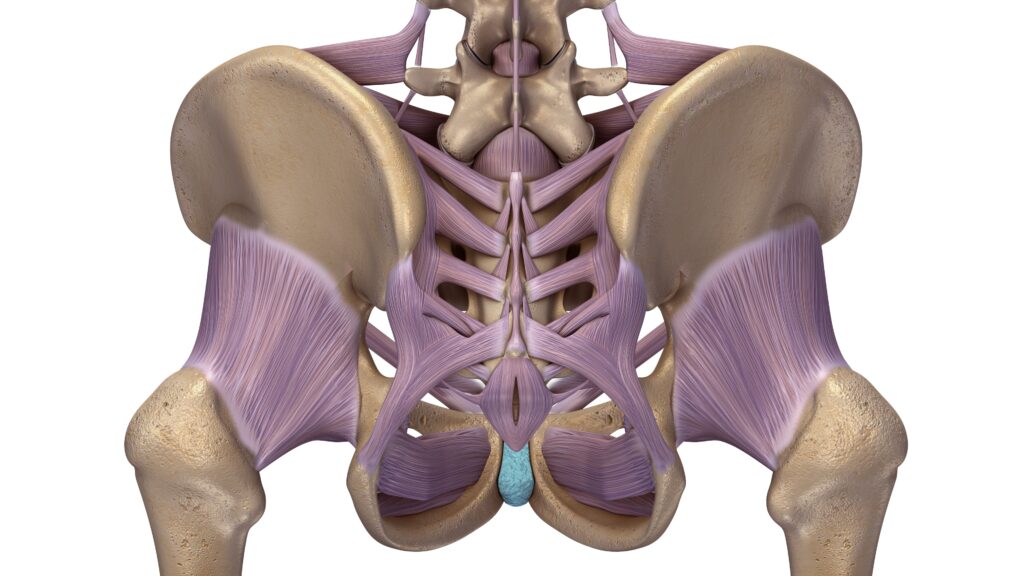 Posterior (back) hip diagram
