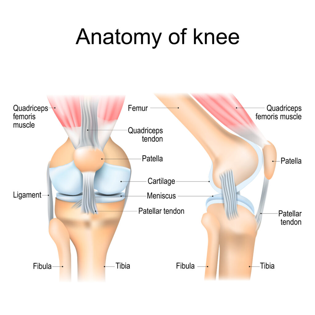 Anatomical diagram of a human knee
