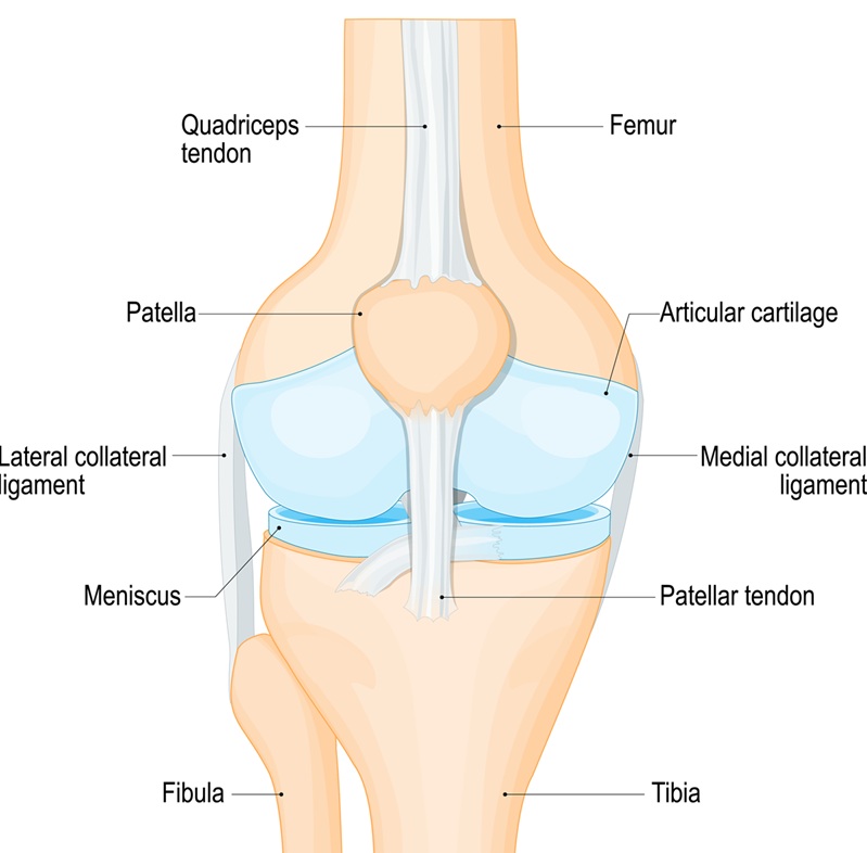 Diagram of a knee joint