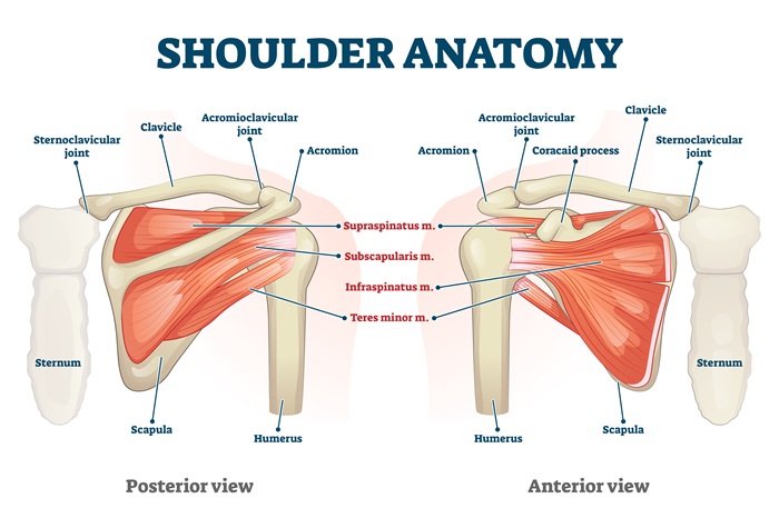 Anterior and posterior shoulder joint graphic