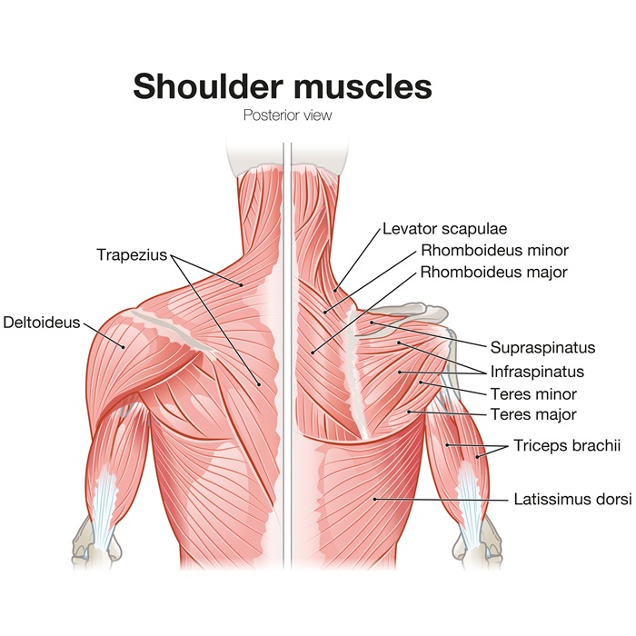 Diagram of shoulder muscles