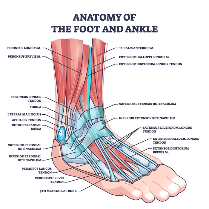 Anatomy of the foot and ankle