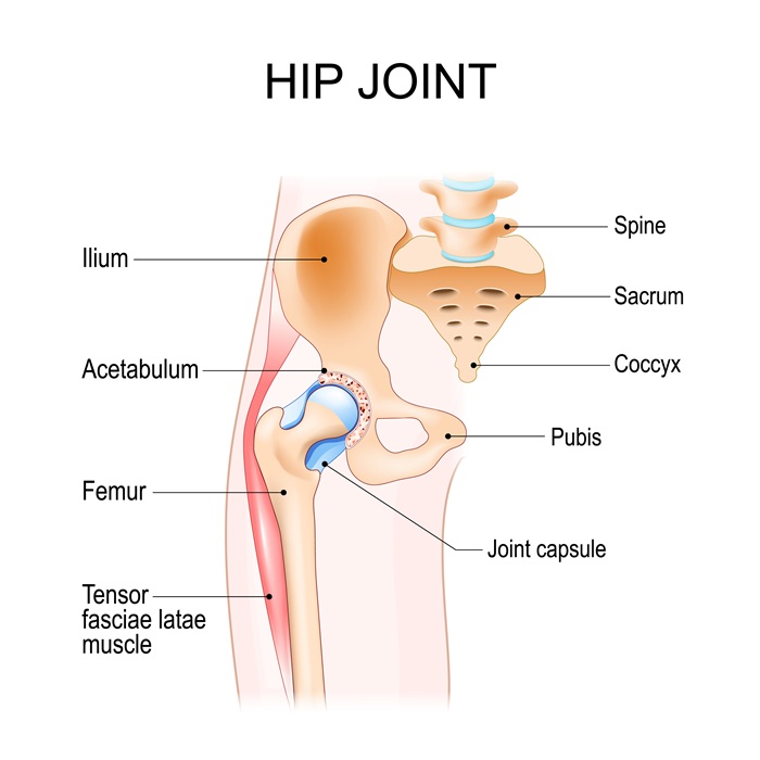 Hip anatomy graphic