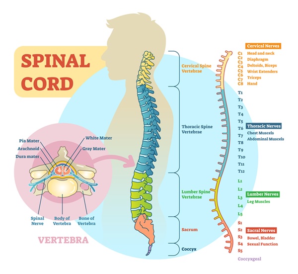 Thoracic spine anatomy