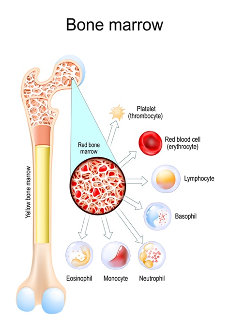 Bone marrow diagram